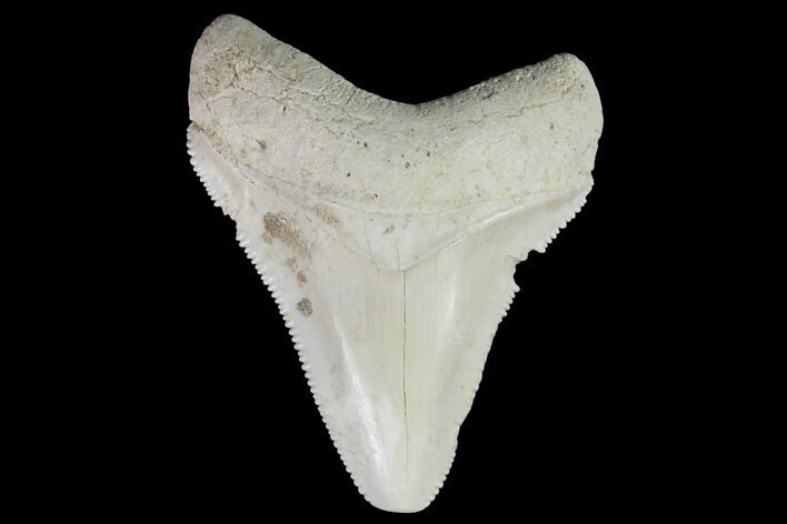 Serrated, Fossil Megalodon Tooth - Bone Valley, Florida #145084